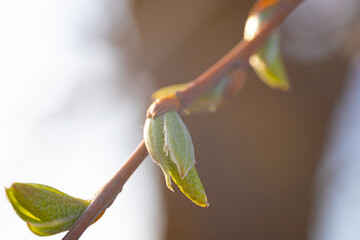Green leaves of young buds of spring trees, close-up. Spring month.