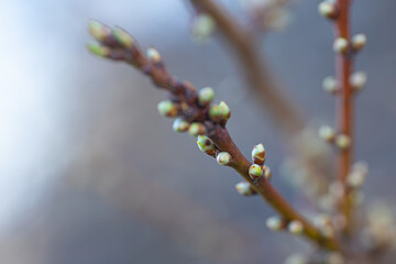 Young buds of spring trees, close-up. Spring month.
