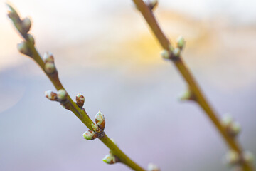 Young buds of spring trees, close-up. Spring month.