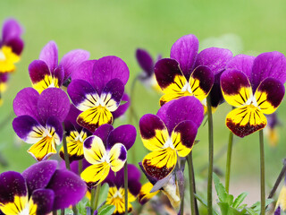 Viele lila Blüten der Hornveilchen