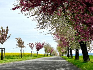 blossom trees in spring, amazing alley