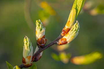 Spring bud of yew tree with white flowers, close-up. Spring month.