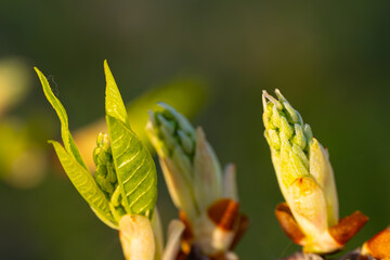 Spring bud of yew tree with white flowers, close-up. Spring month.