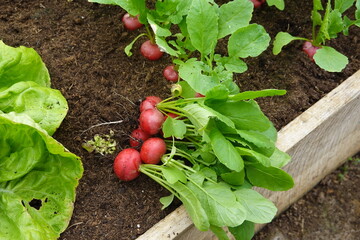 freshly harvested radishes. large size of radishes harvested and grown in organic farming.