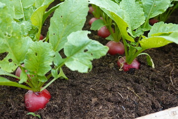 radish plants seen from close up mature crop to be harvested in the greenhouse on fertile soil