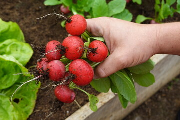 gardener holds freshly harvested radishes in the vegetable garden. fresh and healthy food