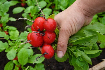 close-up of farmer harvesting fresh radishes in the greenhouse in the background of the radish crop