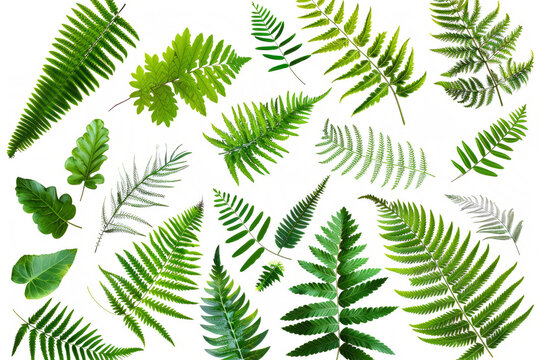 Ferns and Leaves  lush green leaves, arranged in on white background. png