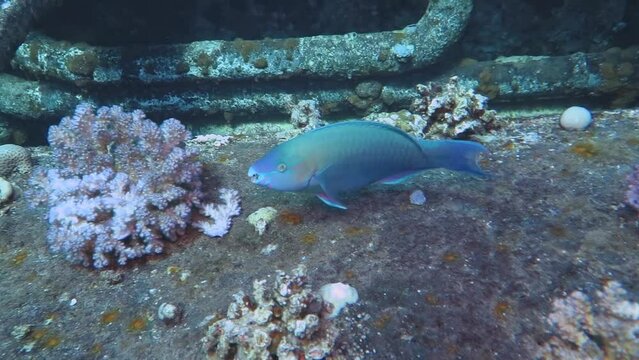 Parrotfish (Scaridae) swiming over the rusty old shipwreck. Marine life on the wreck, underwater video from scuba diving. Old ship and aquatic wildlife in the tropical ocean.