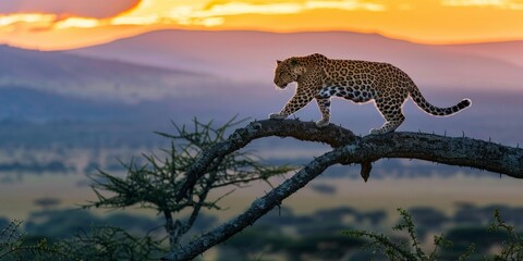 A leopard descending from an acacia branch, its eyes locked on the horizon, where the savanna meets the dramatic skyline of mountains at sunset.