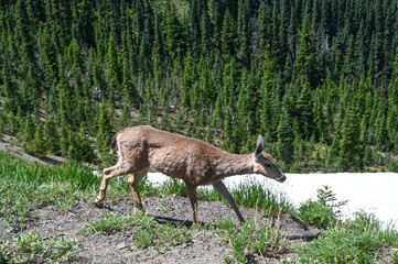 deer in the forest walking by snow