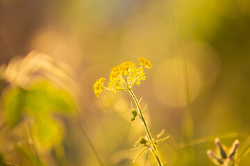 Yellow flowers of wild fennel at sunset. Abstract background of wild dill - 784608198