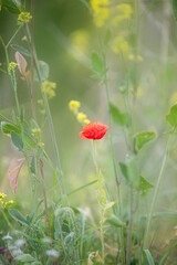 Wild poppy flower on the green field in rural Greece at sunset - 784608777