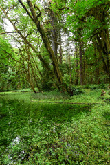 green forest in the morning