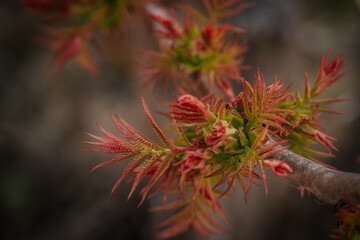 New leaves for the bush in the spring. Garden near the house.