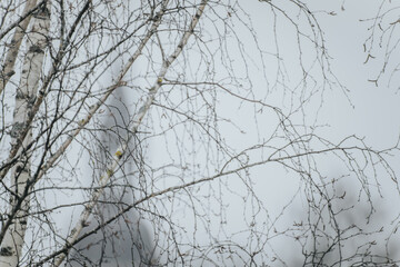 A tree without leaves and the Simanis Church of Valmiera in the fog.