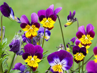 Viele lila Blüten der Hornveilchen