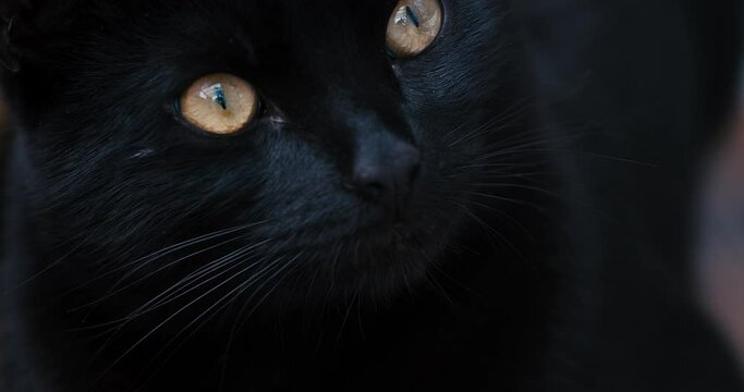 face of a completely black cat with beautiful golden eyes in super close-up and slow motion mode | the cat observes the immediate surroundings and after a while closes its eyes relaxation position