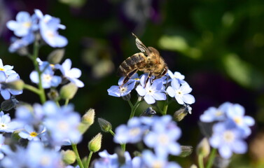 Biene auf einer Vergissmeinnicht-Blüte - 784612108