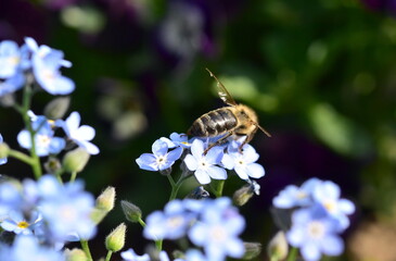 Biene auf einer Vergissmeinnicht-Blüte - 784612148