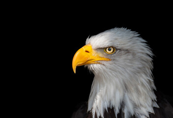 Side portrait of an bald eagle