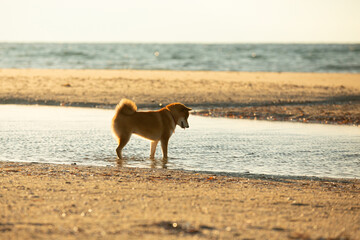 cute Red shiba inu dog is standing at the seaside during the sunset in Greece. - 784614156