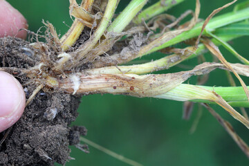 Symptoms of Typhula blight (commonly called gray snow mold or speckled snow mold) on winter barley.  Sclerotia of Typhula incarnata, ishikariensis.