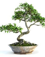 A beautiful bonsai tree in an elegant pot isolated on white ai generative