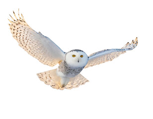 Snowy owl in flight over a winter landscape with a white background. - 784615116