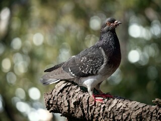 dove on the rock