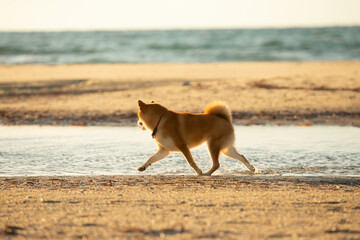 Cute Red Shiba Inu running on the beach at sunset in Greece - 784615396