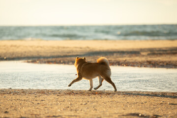 Cute Red Shiba Inu running on the beach at sunset in Greece - 784615533
