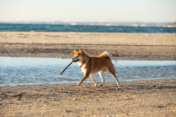 Cute Red Shiba Inu running on the beach at sunset in Greece - 784615717