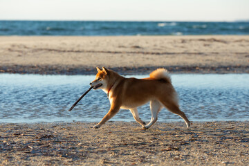 Cute Red Shiba Inu running on the beach at sunset in Greece - 784615936