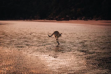 Stof per meter Cape Le Grand National Park, West-Australië Kangaroo Wallaby at the beach during sunrise in cape hillsborough national park, Mackay. Queensland, Australia.