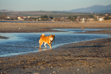 Cute Red Shiba Inu running on the beach at sunset in Greece - 784616137