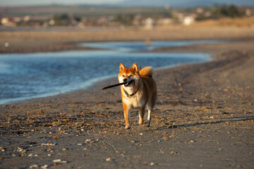 Cute Red Shiba Inu running on the beach at sunset in Greece - 784616304