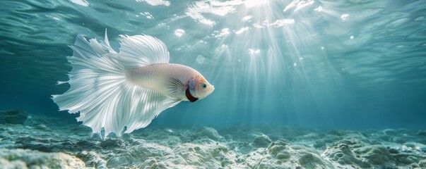 Large white fish swimming in the ocean - obrazy, fototapety, plakaty