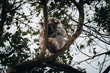 Koala in the wild with gum tree on the Great Ocean Road, Australia. Somewhere near Kennet river. Victoria, Australia.