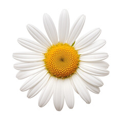 White and yellow daisy flower isolated on background.