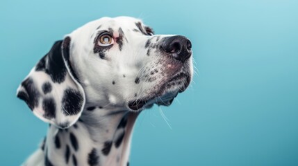Dalmatian dog on blue background