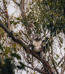 Koala in the wild with gum tree on the Great Ocean Road, Australia. Somewhere near Kennet river. Victoria, Australia.