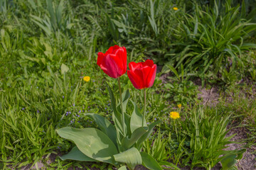 red tulips in the garden spring time