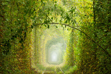 Romantic Green Branch in the Sunny Tunnel of Love