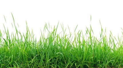Fototapeta premium green grass white background