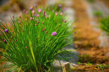 Erba cipollina (Allium schoenoprasum), nel momento più bello e colorato, la fioritura.