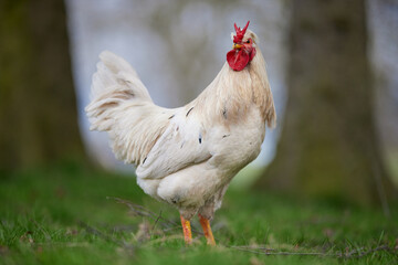 Beautiful white rooster with V comb in garden