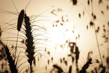Golden ears of wheat on the field. Sunset light. Ears of golden wheat close up. Rural scene under...