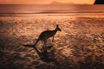 Afwasbaar Fotobehang Cape Le Grand National Park, West-Australië Kangaroo Wallaby at the beach during sunrise in cape hillsborough national park, Mackay. Queensland, Australia.