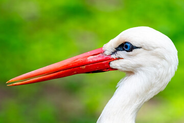 close up of a white stork in the nature